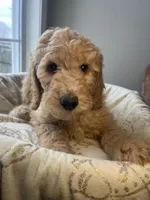 Snowball , a male Goldendoodle for sale in Clarksville, TN – Photo 1 of 9