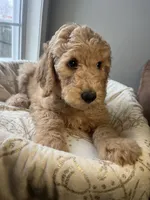 Snowball , a male Goldendoodle for sale in Clarksville, TN – Photo 6 of 9