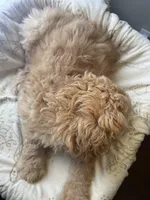 Snowball , a male Goldendoodle for sale in Clarksville, TN – Photo 9 of 9