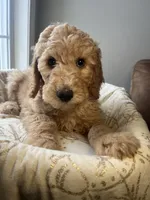 Snowball , a male Goldendoodle for sale in Clarksville, TN – Photo 7 of 9