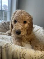 Snowball , a male Goldendoodle for sale in Clarksville, TN – Photo 3 of 9