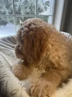 Snowball , a male Goldendoodle for sale in Clarksville, TN – Photo 4 of 9