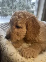 Snowball , a male Goldendoodle for sale in Clarksville, TN – Photo 8 of 9