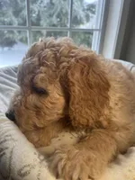 Snowball , a male Goldendoodle for sale in Clarksville, TN – Photo 5 of 9