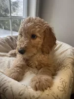 Snowball , a male Goldendoodle for sale in Clarksville, TN – Photo 2 of 9