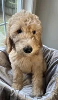 Charlene, a female Goldendoodle for sale in Clarksville, TN – 8 of 10