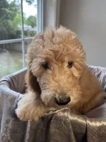 Charlene, a female Goldendoodle for sale in Clarksville, TN – 4 of 10