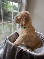 Charlene, a female Goldendoodle for sale in Clarksville, TN – 9 of 10