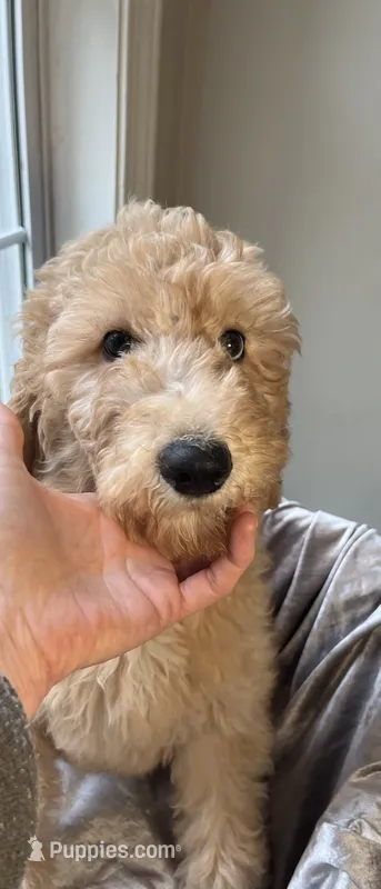 Charlene – Goldendoodle puppy for sale in Clarksville, TN