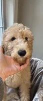 Charlene, a female Goldendoodle for sale in Clarksville, TN – 1 of 10