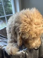 Charlene, a female Goldendoodle for sale in Clarksville, TN – 10 of 10