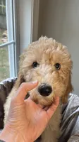 Charlene, a female Goldendoodle for sale in Clarksville, TN – 3 of 10