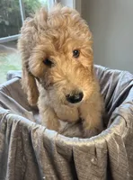 Charlene, a female Goldendoodle for sale in Clarksville, TN – 7 of 10