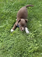 Blue, a male Dalmatian and Siberian Husky for sale in Detroit, MI – 5 of 10
