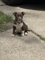 Blue, a male Dalmatian and Siberian Husky for sale in Detroit, MI – 3 of 10