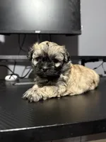 Coffee , a male Maltipoo for sale in Detroit, MI – 2 of 2