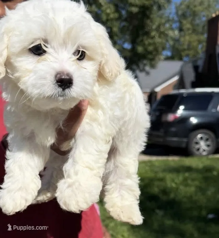 Mario  – Maltipoo puppy for sale in Detroit, MI