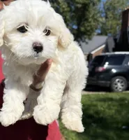 Mario , a male Maltipoo for sale in Detroit, MI – 1 of 5