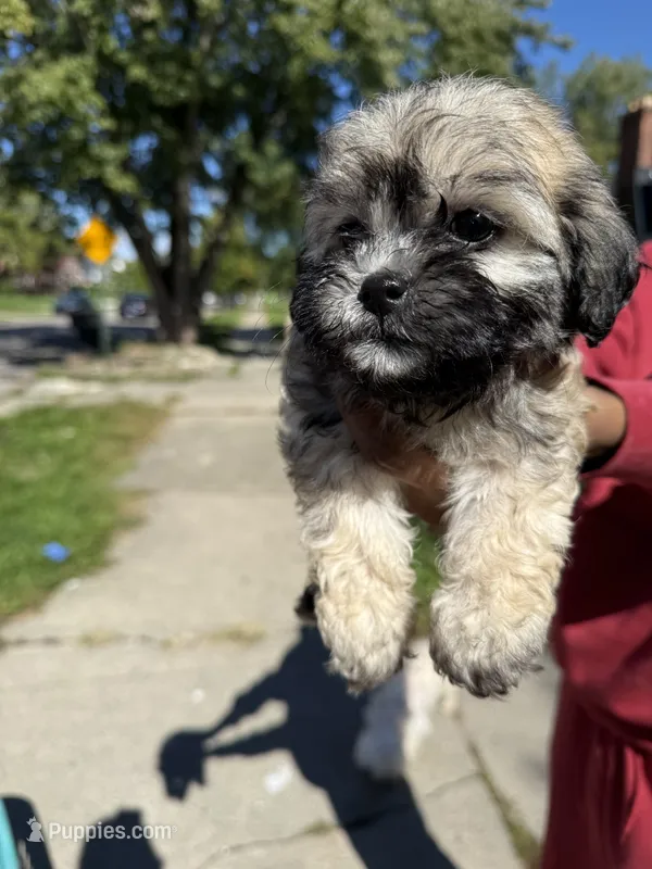 Beanie  – Maltipoo puppy for sale in Detroit, MI