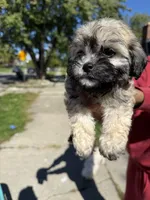 Beanie , a male Maltipoo for sale in Detroit, MI – 1 of 2