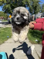 Beanie , a male Maltipoo for sale in Detroit, MI – 2 of 2