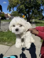 Mario , a male Maltipoo for sale in Detroit, MI – 3 of 5