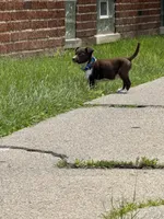 Blue, a male Dalmatian and Siberian Husky for sale in Detroit, MI – 6 of 10