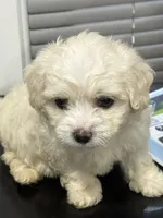 Bruno, a male Maltipoo for sale in Detroit, MI – 2 of 2