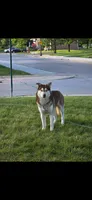Blue, a male Dalmatian and Siberian Husky for sale in Detroit, MI – 10 of 10