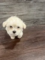 Bear, a male Maltipoo for sale in Detroit, MI – Photo 3 of 3