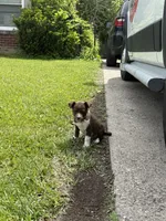 Blue, a male Dalmatian and Siberian Husky for sale in Detroit, MI – 8 of 10