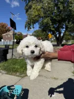 Mario , a male Maltipoo for sale in Detroit, MI – 2 of 5