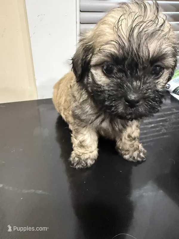 Coffee  – Maltipoo puppy for sale in Detroit, MI