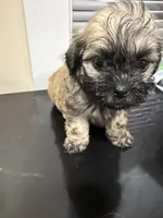 Coffee , a male Maltipoo for sale in Detroit, MI – 1 of 2