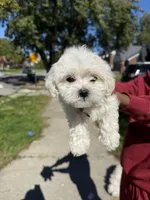 Mario , a male Maltipoo for sale in Detroit, MI – 5 of 5