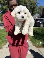 Mario , a male Maltipoo for sale in Detroit, MI – 4 of 5