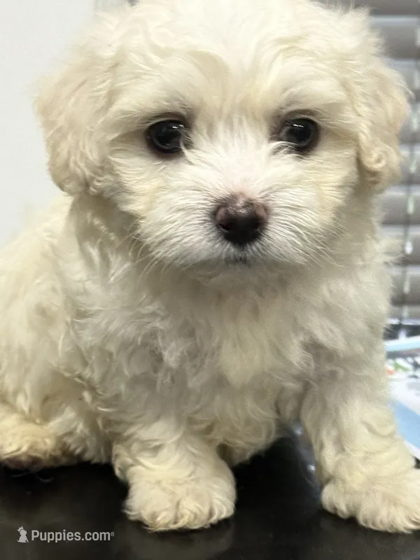 Bruno – Maltipoo puppy for sale in Detroit, MI