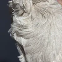 Sweet, a female Maltese for sale in Detroit, MI – Photo 5 of 7