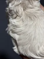 Sweet, a female Maltese for sale in Detroit, MI – Photo 5 of 7