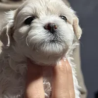 Sweet, a female Maltese for sale in Detroit, MI – Photo 2 of 7