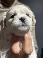 Sweet, a female Maltese for sale in Detroit, MI – Photo 2 of 7