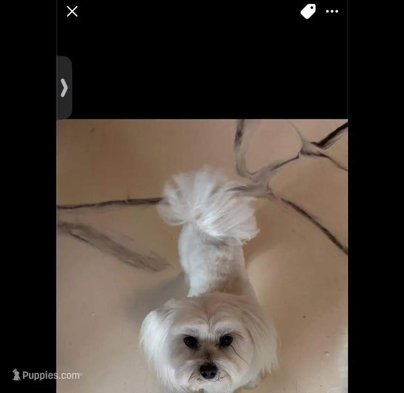 Sweet, a female Maltese for sale in Detroit, MI – Photo 1 of 7