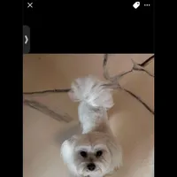 Sweet, a female Maltese for sale in Detroit, MI – Photo 1 of 7