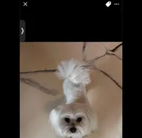 Sweet, a female Maltese for sale in Detroit, MI – Photo 1 of 7