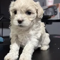 Sweet, a female Maltese for sale in Detroit, MI – Photo 4 of 7