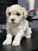 Sweet, a female Maltese for sale in Detroit, MI – Photo 4 of 7