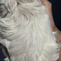 Sweet, a female Maltese for sale in Detroit, MI – Photo 6 of 7