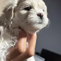 Sweet, a female Maltese for sale in Detroit, MI – Photo 3 of 7