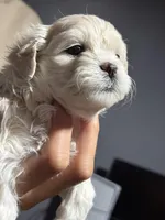 Sweet, a female Maltese for sale in Detroit, MI – Photo 3 of 7