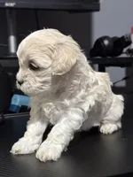 Sweet, a female Maltese for sale in Detroit, MI – Photo 7 of 7